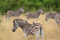 Kruger NP