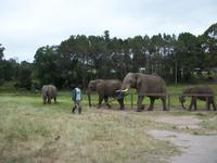 Knysna Elephant Park