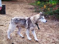 Ach nein... Ein Huskie