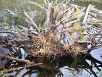 Eine Baumwurzel mal anders. Beeindruckend!