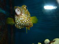 Im Aquarium Aqaba