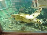 Im Aquarium in Aqaba