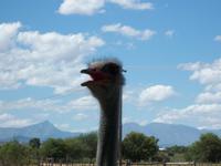 Oudtshoorn Straußenfarm