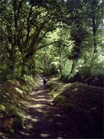 Waldweg in Galizien