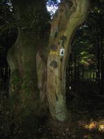 Baum mit Höhle