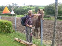 Herwart mit Ardenner Zugpferd
