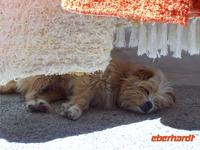 ..in den Straßen von Pampaneira