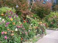 Butchart Gardens - Rosengarten