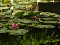 Tag 2 - 1 Monet-Gärten von Giverny (4)