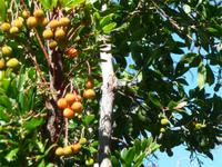 Erbeerbaum mit Früchten