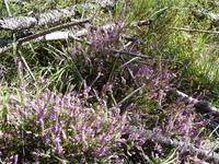 Blühende Heide