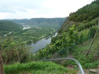 Die Mosel bei Dieblich