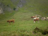 Ausblicke aus der Brienzer Rothornbahn