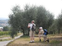 Olivenbaum