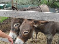 Weggefährten beim Olivengut