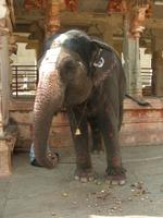 Tempelelefant