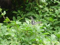 chinesischer Schmetterling