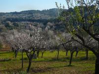 blühende Mandelplantage