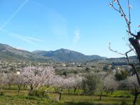 blühende Mandelplantage