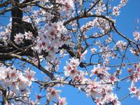 blühende Mandelplantage