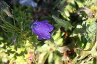 Enzian mit Morgentau