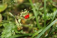 Walderdbeeren - mh, lecker!