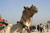 Kamel an den Pyramiden von Gizeh