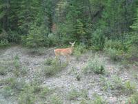 Tiere am Straßenrand