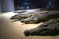 Krokodilmuseum am Kom Ombo Tempel