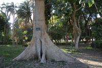 Botanischer Garten Kitchener Insel