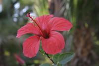 Botanischer Garten Kitchener Insel