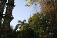 Leberwurstbaum Kitchener Insel