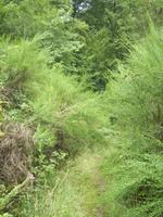 Der Weg im Ourtal war teilweise sehr abenteuerlich!