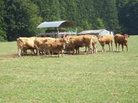 Wenn man genau hinschaut, sieht man die Kälber...