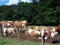 Eine Kuh macht Muh...