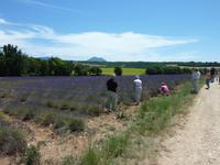 Pause an einem Lavendelfeld