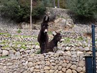 Tiere auf La Granja (2)