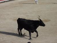 bei den Course Camarguaises