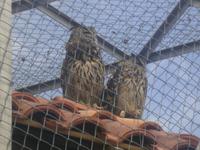 Eulenpark auf dem Grimselpass