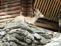 Im Wildpark am Harder Kulm