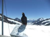 Tierischer Besuch auf dem Jungfraujoch