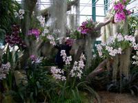 Eric Young Orchid Foundation