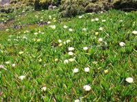Wildblumenpracht auf Jersey
