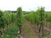 Weinberge von Dambach-la-Ville