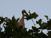 Störche überall ...