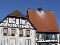 Das Elsass und seine Störche!