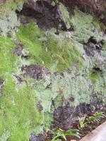 Quellwasser auf dem Stein