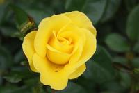 In den Gärten La Seigneurie