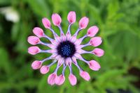 In den Gärten La Seigneurie