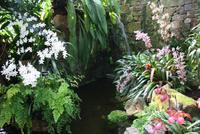 In der Eric Young Orchideenausstellung